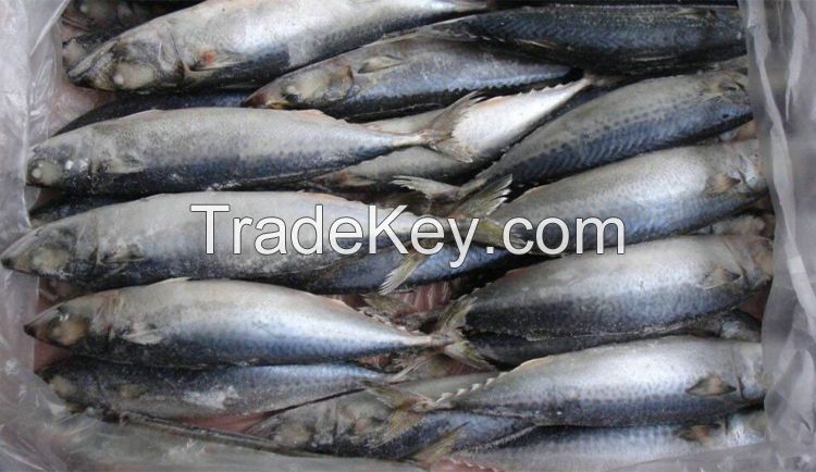 Whole fertile  frozen mackerel fish price frozen fish mackerel atlantic mackerel scomber scombrus frozen yellow tail horse macke