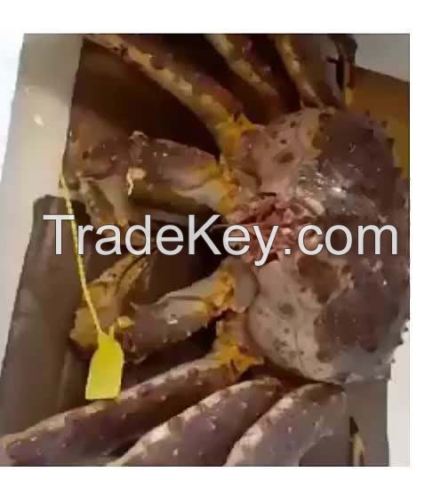 crab legs hot sale live mud crabs blue frozen style packaging bulk supplier  legs South Africa live red big sea crab