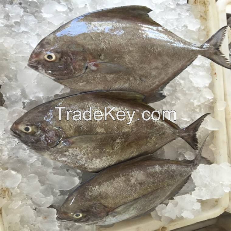 silver pomfret high quality fertile farming pomfret fish fresh  frozen tilapia supplier packaging package silver pomfret fish