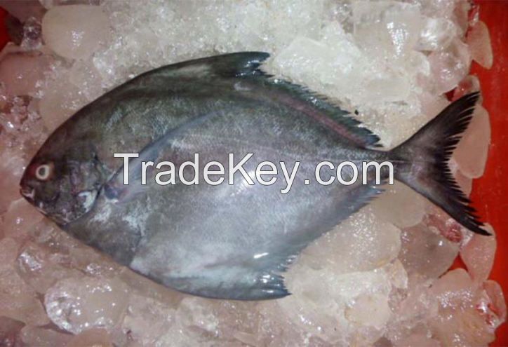 silver pomfret high quality fertile farming pomfret fish fresh  frozen tilapia supplier packaging package silver pomfret fish