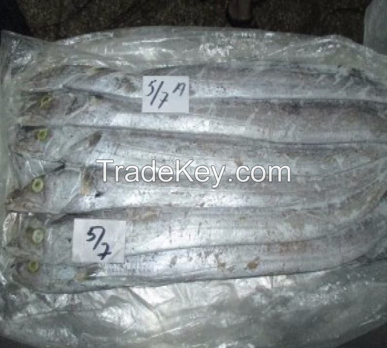 frozen ribbon fish nutritious whole frozen fish for sale  Package Weight Lbs Shelf dry ribbon indian Frozen Ribbon Fish whole