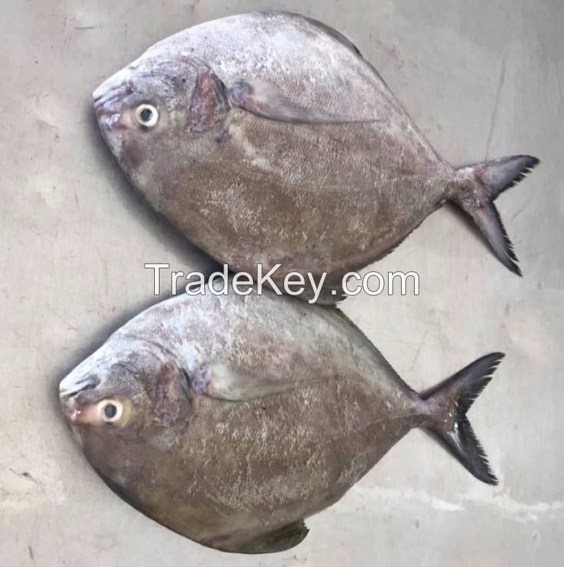 silver pomfret high quality fertile farming pomfret fish fresh  frozen tilapia supplier packaging package silver pomfret fish