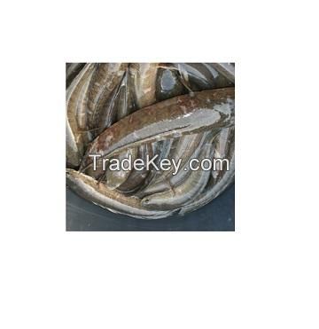 frozen red snakehead shoal fish frozen snakeheads giant large fish top quality seafood fillets offer bag red bulk style