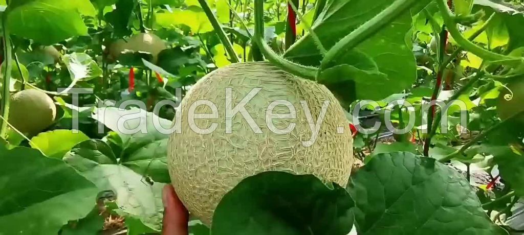 fresh melons bulk supplier best quality organic dried bitter melon fruit bitter melon juice