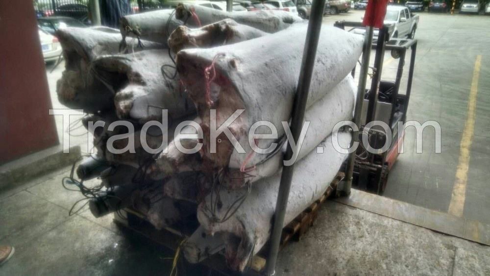 marlin fish Headess gutted frozen oil fish hgt blue body block marline and tuna whole frozen marlin fish