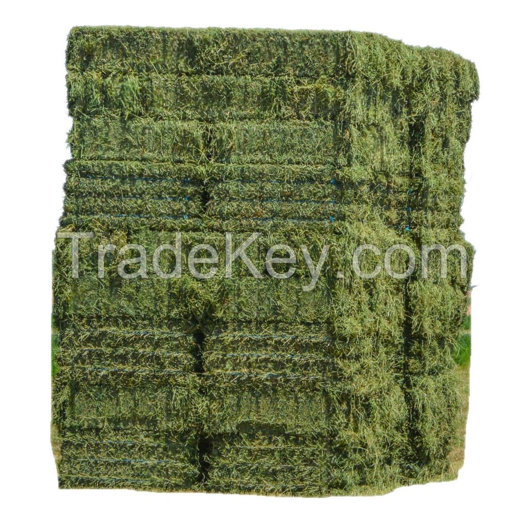 canned Tomato paste concentration cans for sale canned high fresh quality tin tomato paste manufacturer 2200g custom