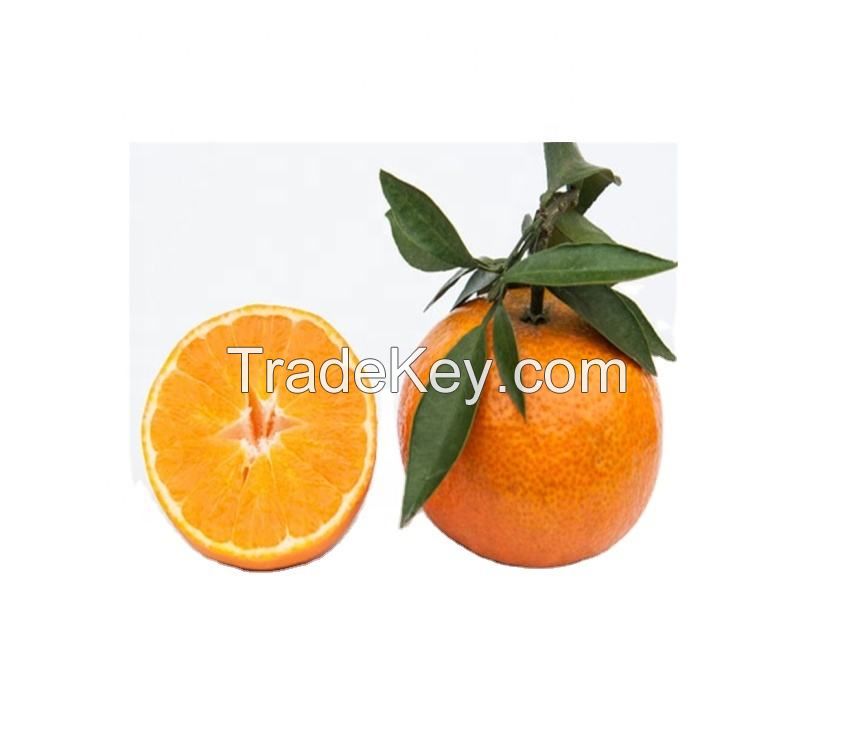 fresh orange valencia	for sale now in  mandarin orange fresh quality sale navel orange sweet & juicy honey oranges fresh oranges