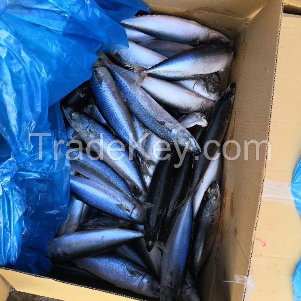 Whole fertile  frozen mackerel fish price frozen fish mackerel atlantic mackerel scomber scombrus frozen yellow tail horse macke