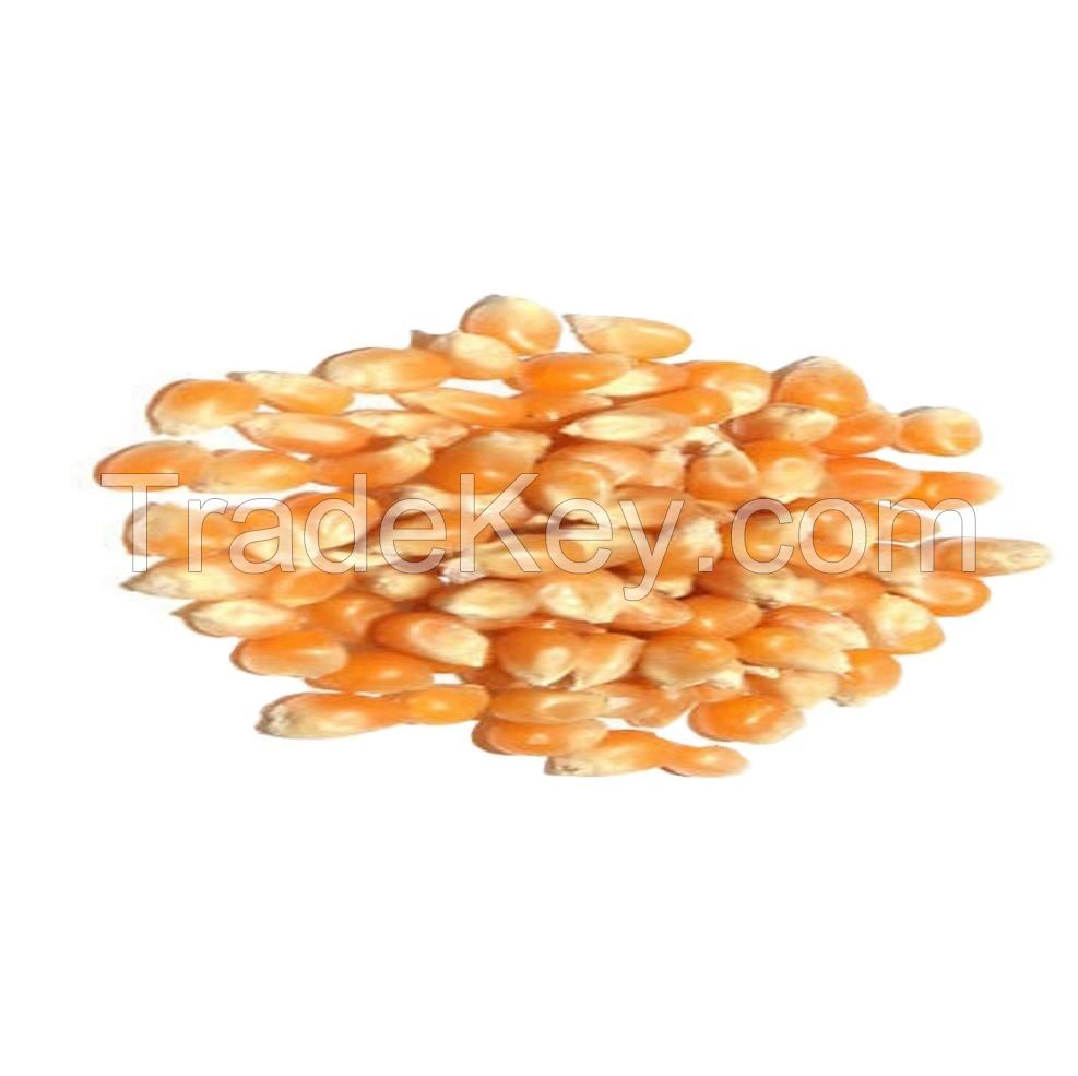 safe and reliable organic mushroom popcorn crisp popcorn large suppliers for sale vegetable frozen sweet corn high quality