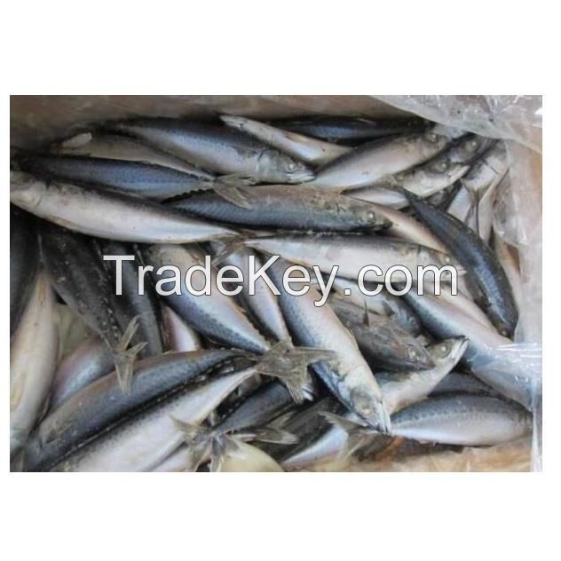 High Quality Seafood Whole Fish Horse Mackerel Frozen Pacific Mackerel Fish HGT For Sale