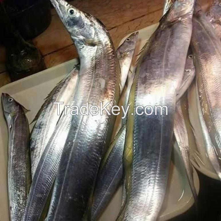 frozen ribbon fish nutritious whole frozen fish for sale  Package Weight Lbs Shelf dry ribbon indian Frozen Ribbon Fish whole