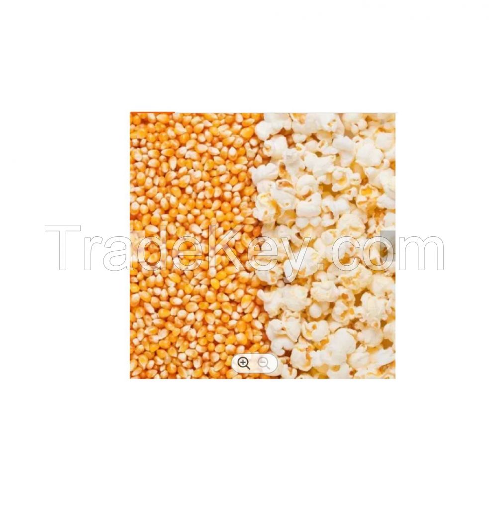 Wholesale custom private label Maize Corn yellow 25kg 25 tons 15days yellow popcorn maize Kernels popping corn