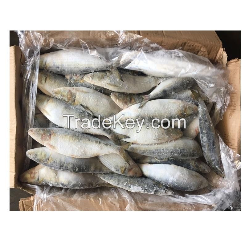 Sardine Fish Export Frozen Sardine Fish Whole Round Frozen Sardine Fish