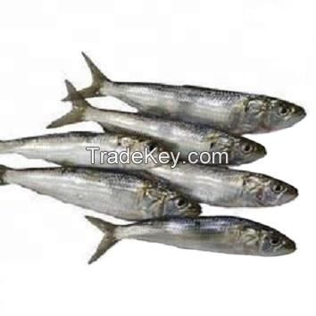 frozen fresh Sardine fish for canning  feed frozen sardine 25g 50tins cheap price canned sardine titus fish in vegetable oil