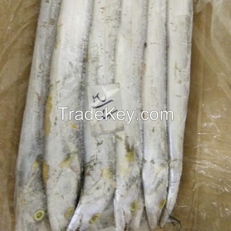 Frozen Ribbon Fish whole round Bulk Pack 10kg frozen ribbon fish fresh tilapia supplier block bulk style ribbon fish