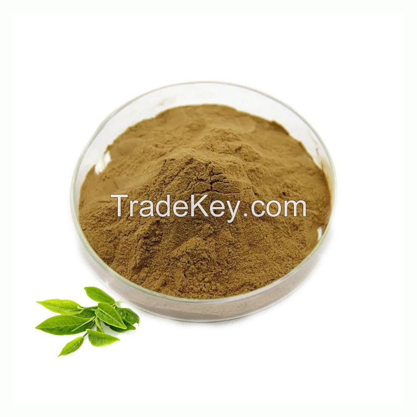 High Quality Green Tea Extract Natural Antioxidant Tea Polyphenols 98%