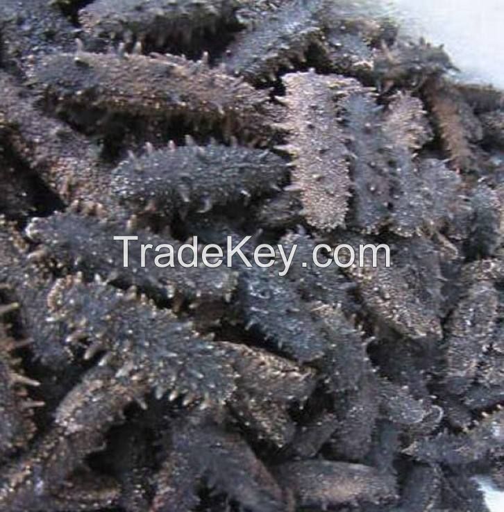 nutritious sea cucumber dry to regulating blood lipid white teat fish dried sea cucumber Packaging Organic Feature Shelf Origin