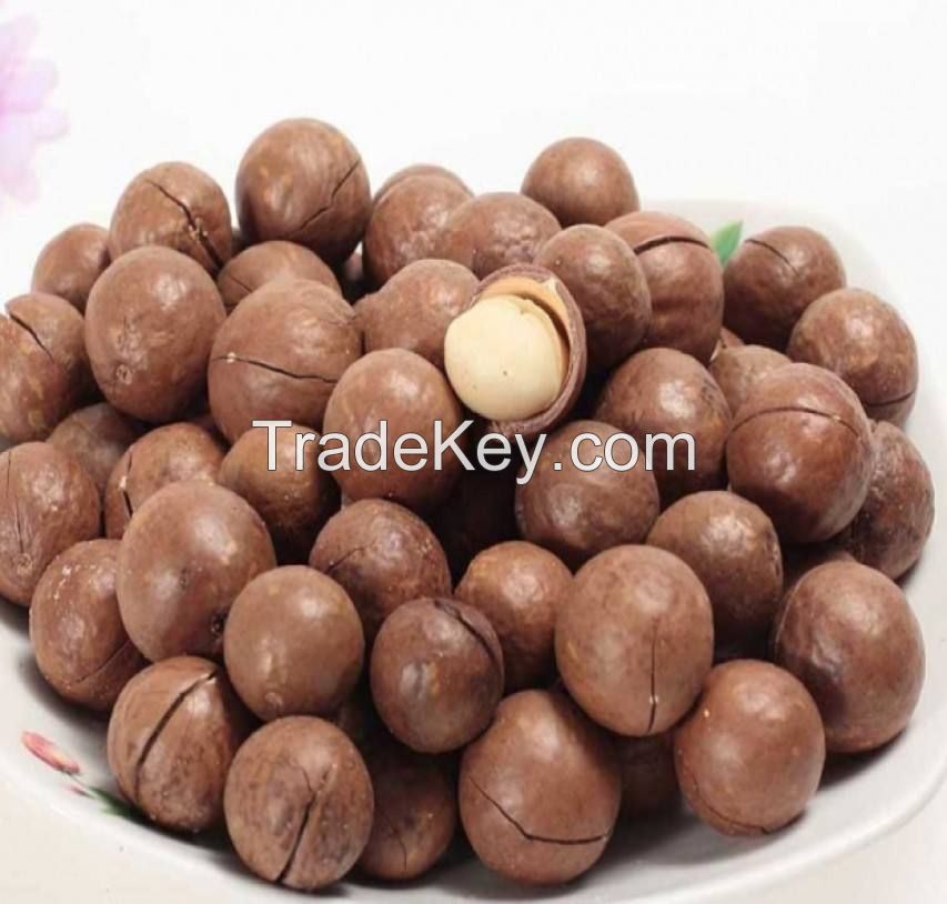 south africa various size rich nutrition price nuts macadamia for sale raw organic macadamia nuts  shell nut macadamia macademia