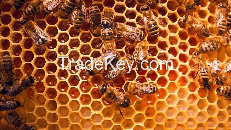 Wholesale Most Popular 100% Pure raw Honey Pure Bee Honey