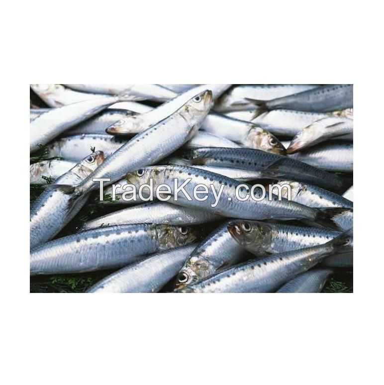 Sardine Fish Export Frozen Sardine Fish Whole Round Frozen Sardine Fish