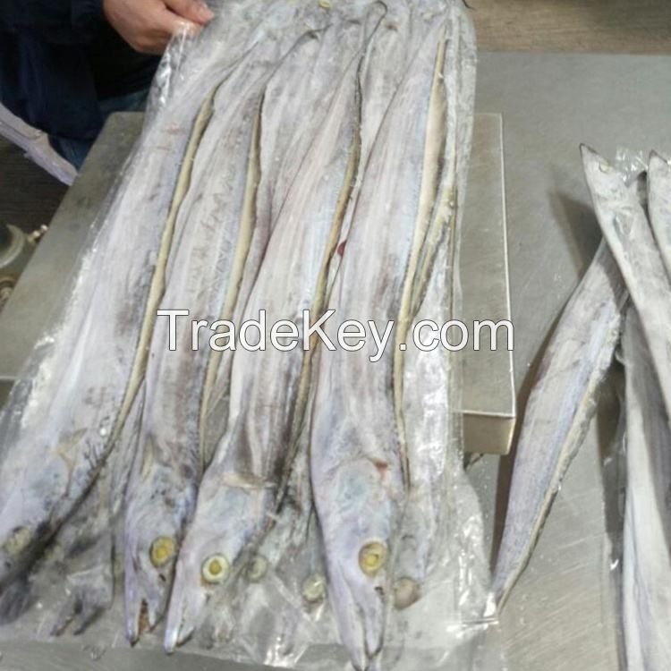 frozen ribbon fish nutritious whole frozen fish for sale  Package Weight Lbs Shelf dry ribbon indian Frozen Ribbon Fish whole