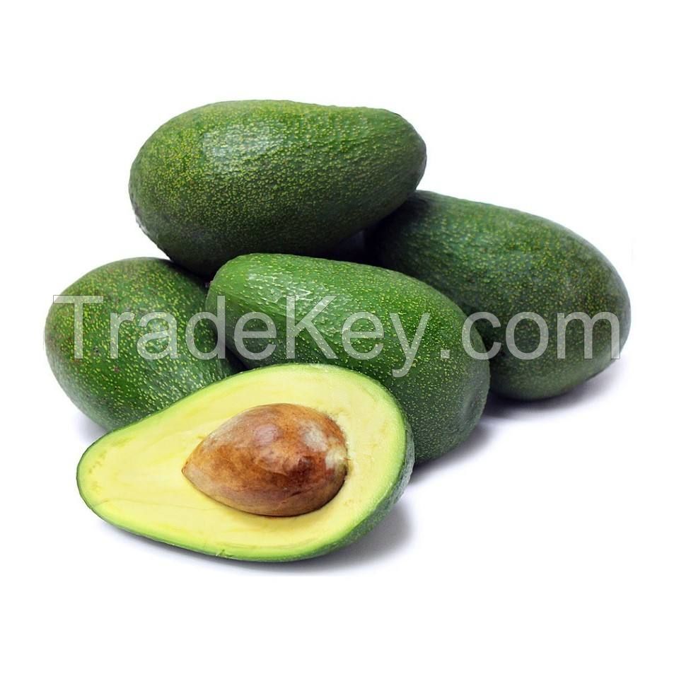 organic fresh avocados AND FUERTE Hass Avocados  hass and fuerte bulk suppliers best quality hass Avocados