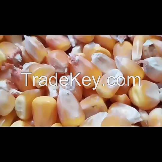 organic dried yellow corn maize for human and animal feed for sale yellow  bulk corn  organic  white  dried corn