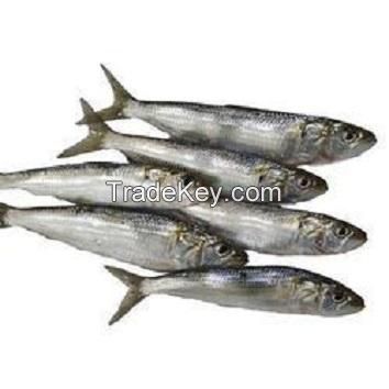 frozen fresh Sardine fish for canning  feed frozen sardine 25g 50tins cheap price canned sardine titus fish in vegetable oil