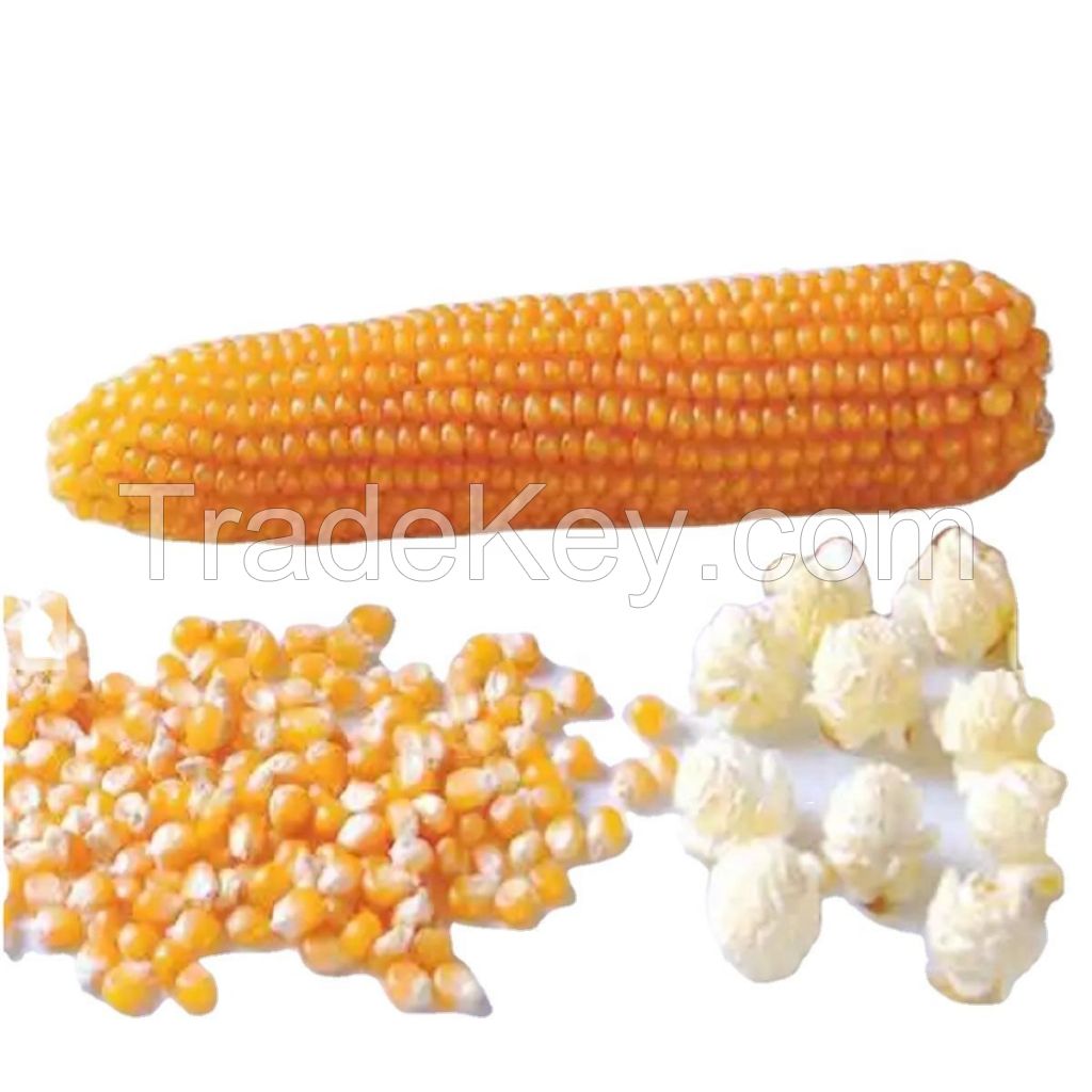 High-Quality Bulk Yellow Corn Maize: Essential Animal Feed for Optimal Nutrition