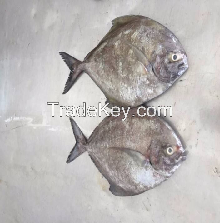 silver pomfret high quality fertile farming pomfret fish fresh  frozen tilapia supplier packaging package silver pomfret fish