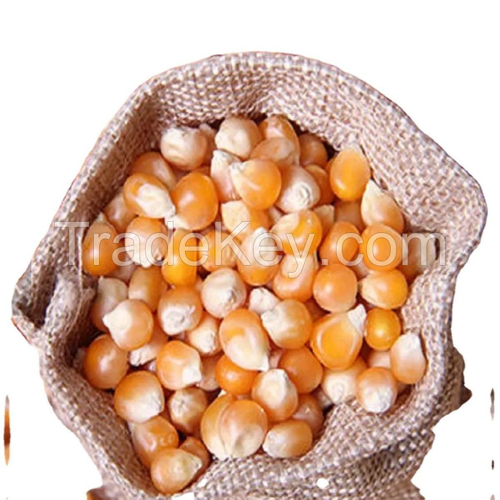 Premium Non-GMO Yellow Maize Corn for Diverse Applications: Popcorn, White Corn, Seeds, and More