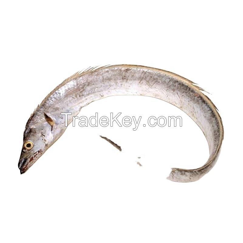 Frozen Ribbon Fish whole round Bulk Pack 10kg frozen ribbon fish fresh tilapia supplier block bulk style ribbon fish