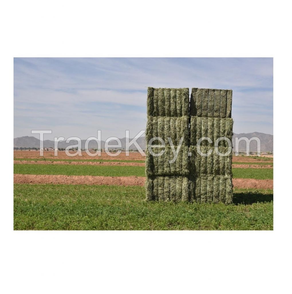 High Quality Alfalfa Hay Grass / Alfalfa Hay Bales Available For Sale At Low Price