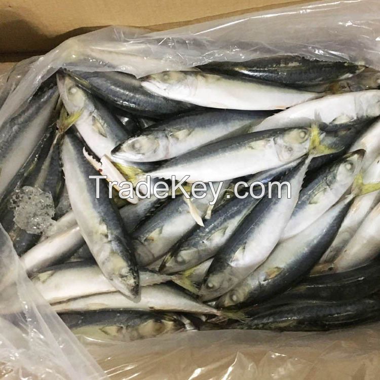 Whole fertile  frozen mackerel fish price frozen fish mackerel atlantic mackerel scomber scombrus frozen yellow tail horse macke