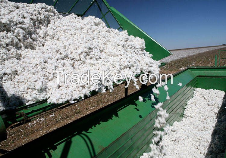 Raw cotton / Cotton Yarn / Cotton Fiber Worldwide
