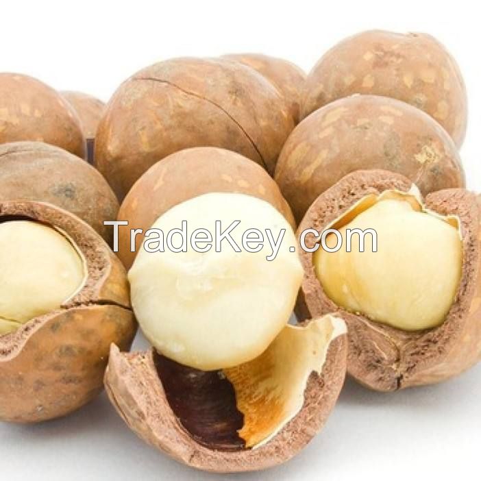 south africa various size rich nutrition price nuts macadamia for sale raw organic macadamia nuts  shell nut macadamia macademia