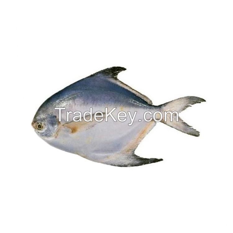 silver pomfret high quality fertile farming pomfret fish fresh  frozen tilapia supplier packaging package silver pomfret fish