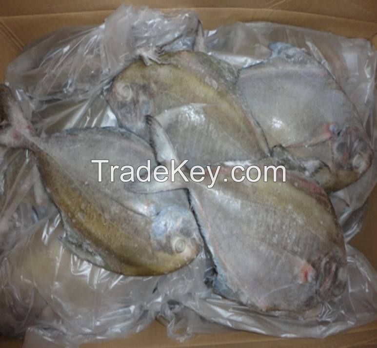 silver pomfret high quality fertile farming pomfret fish fresh  frozen tilapia supplier packaging package silver pomfret fish