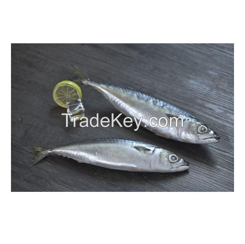 High Quality Seafood Whole Fish Horse Mackerel Frozen Pacific Mackerel Fish HGT For Sale