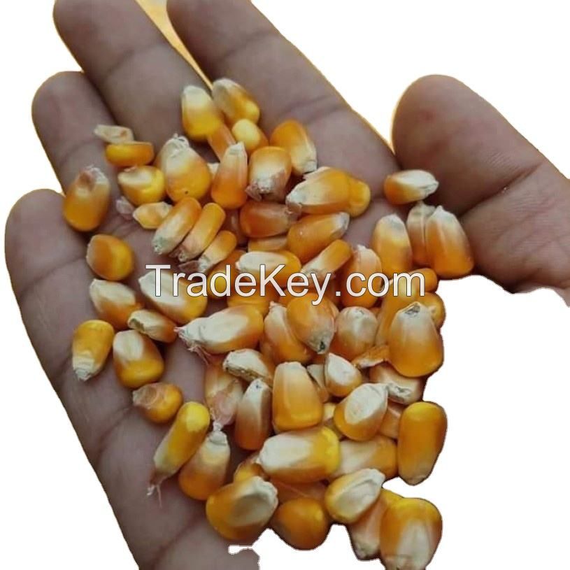 Sweet Corn Price King Yellow nutrients bulk corn yellow maize for sale bulk maize seed yellow corn animal feed