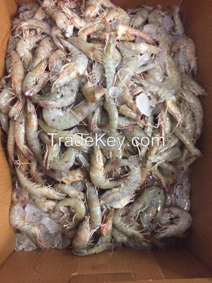 Best Quality Hot Sale Price Frozen Red Shrimps (Seafood) From the best Wholesale seller