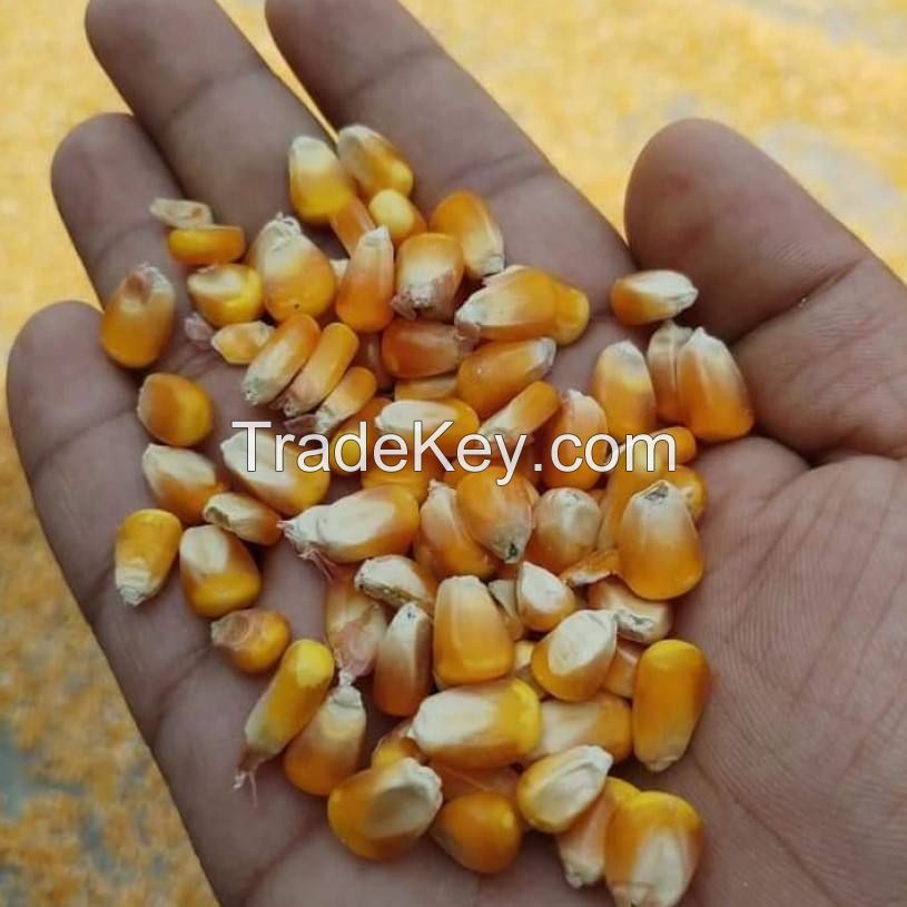 Sweet Corn Price King Yellow nutrients bulk corn yellow maize for sale bulk maize seed yellow corn animal feed