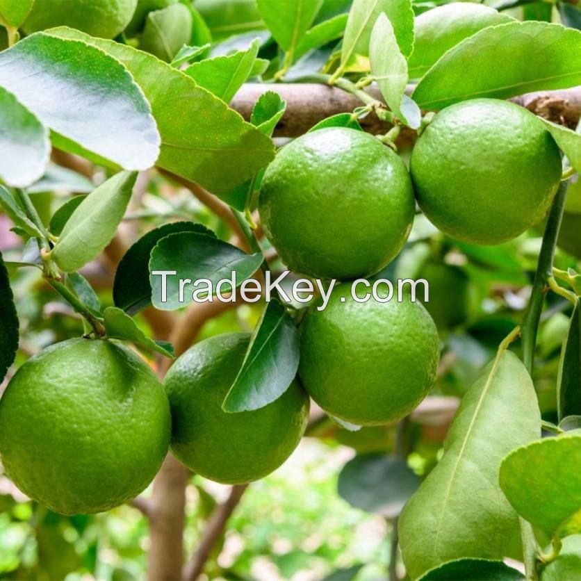 fresh lime pricbulk order  fresh eureka lemon fresh organic juicy fresh lemon meyer lime eureka anyue lemon