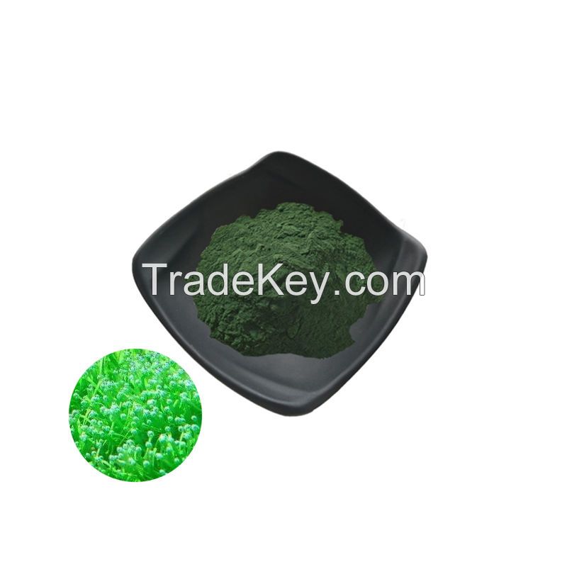 Wholesale Organic Pure Natural Chlorella Powder Chlorella Extract