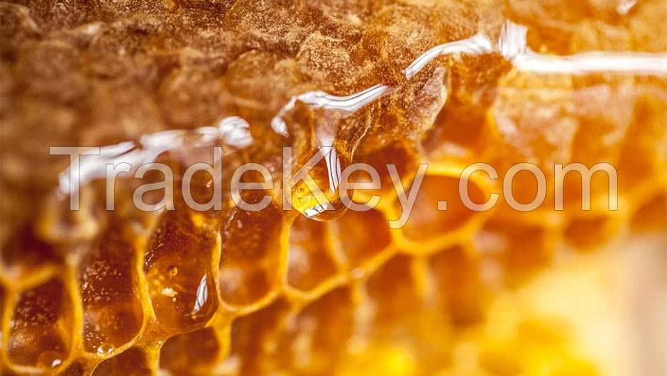 100% Natural Supply High Quality Pure Raw Bee Honey