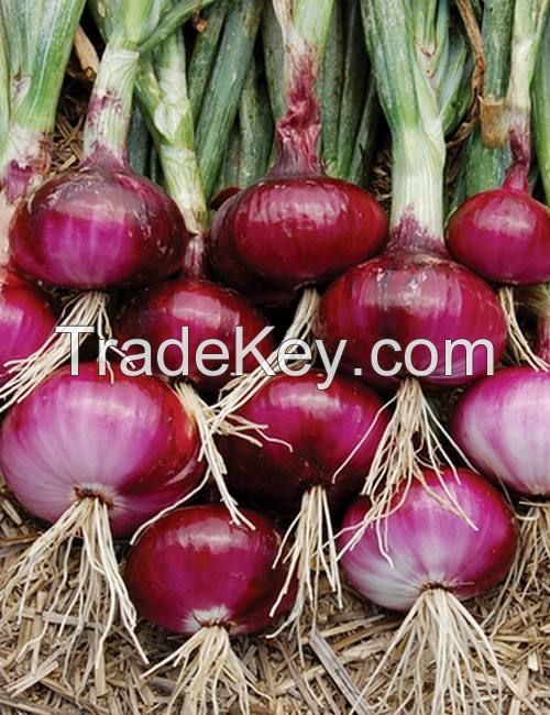 Freshest onion manufacturer exporting fresh yellow onion, red onion, white onion all year round for fried food 3--12cm onions