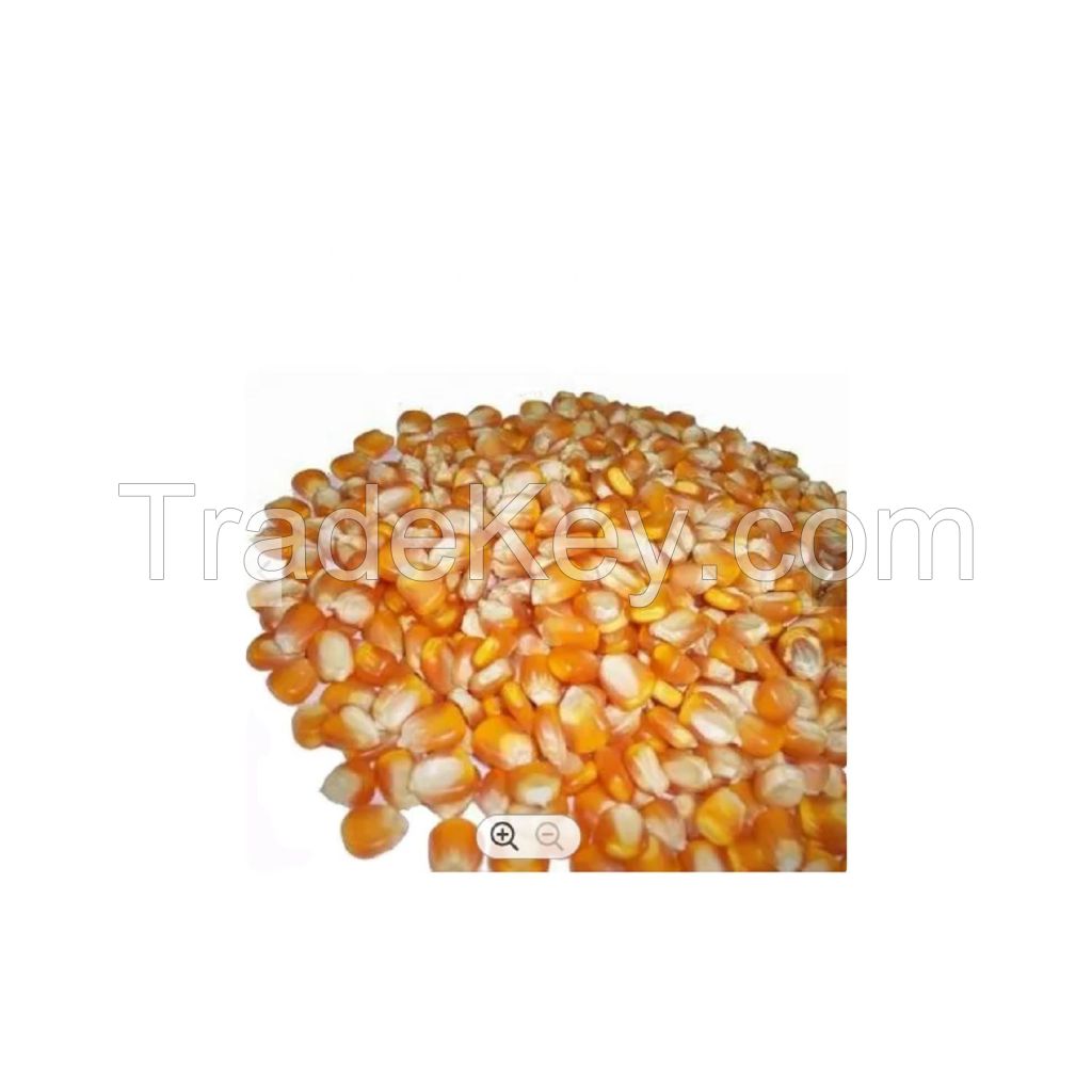 Wholesale custom private label Sweet mushroom popcorn kernels 50 kg bag 28MT 15days grain dried pop yellow corn maize