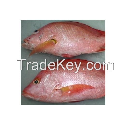 Best Selling Wholesale Fresh Frozen Red Snapper Emperor Fish