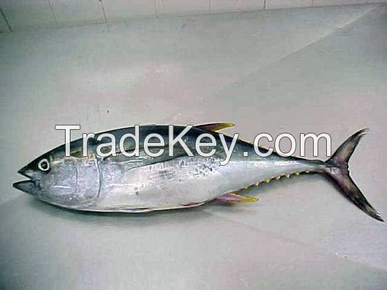 Vietnam Best Frozen Tuna Loins The Yellowfin Tuna Packaging All Sizes High Quality From Viet Nam Supplier