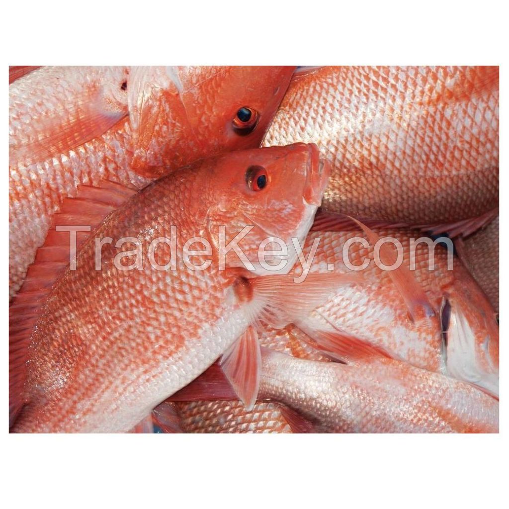 Best Selling Wholesale Fresh Frozen Red Snapper Emperor Fish